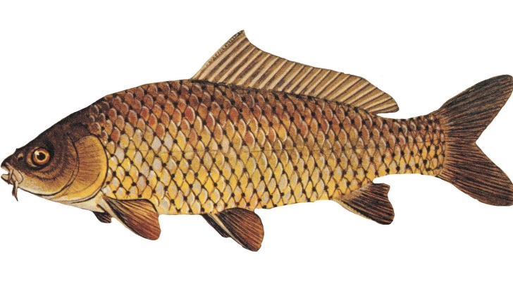 Cyprinus carpio