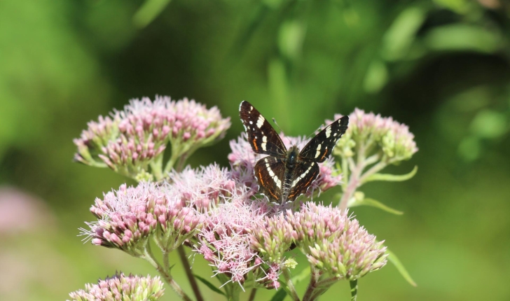 Araschnia levana