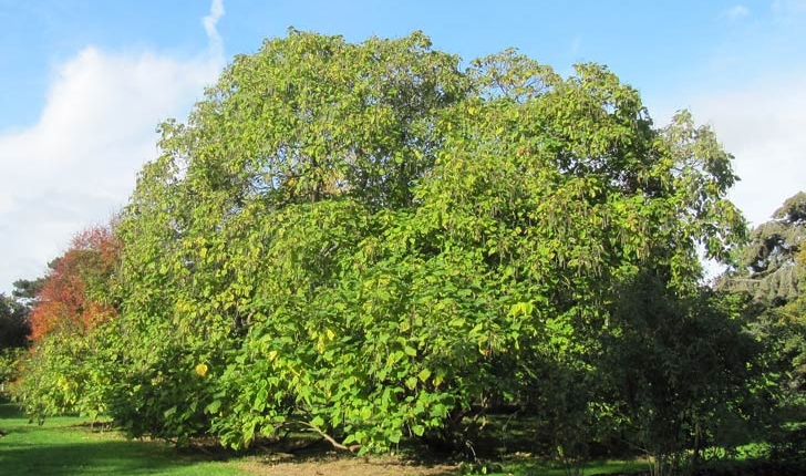 Catalpa bignonioïdes Walt