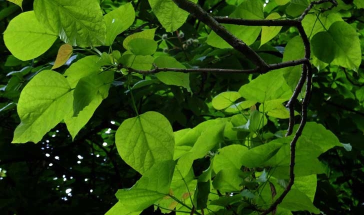 Catalpa bignonioïdes Walt