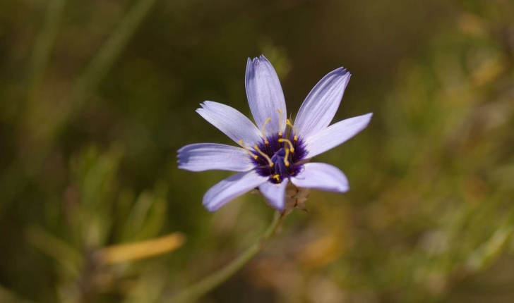 Catananche caerulea (Linné, 1753)