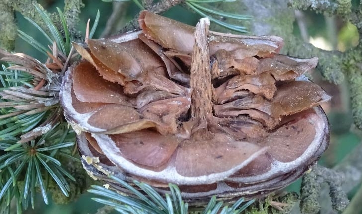 Cedrus LiIbani