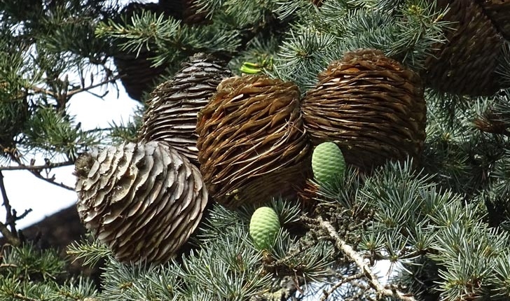 Cedrus LiIbani