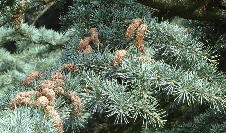 Cedrus LiIbani