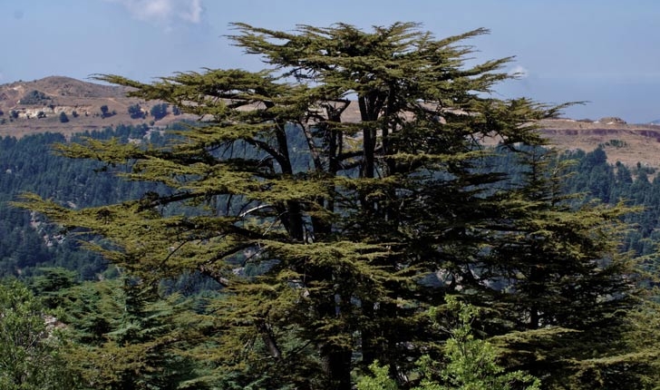 Cedrus LiIbani