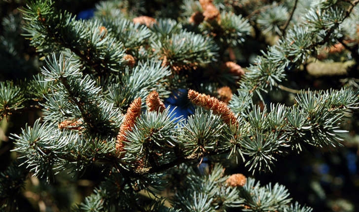 Cedrus Atlantica (Carrière, 1855)