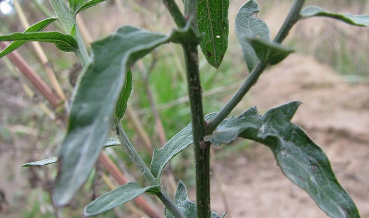 Centaurea jacea