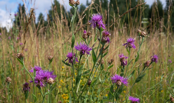 Centaurea jacea