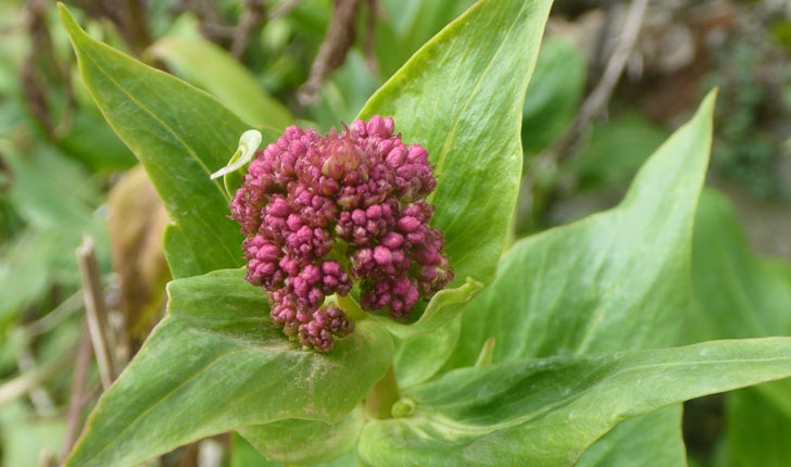 Centranthus ruber