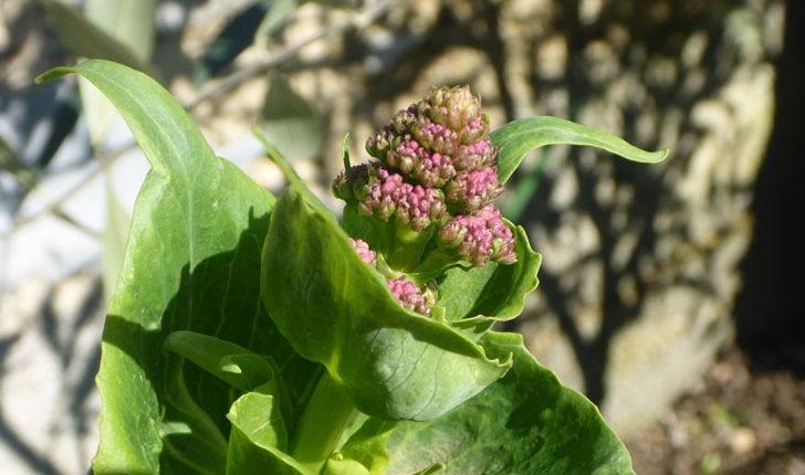 Centranthus ruber