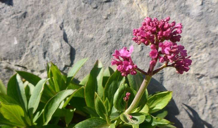 Centranthus ruber