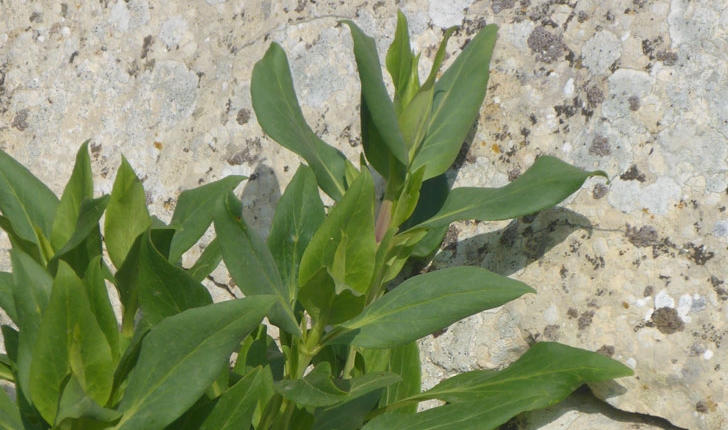 Centranthus ruber