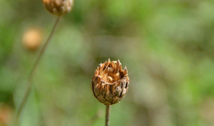 Knautia, Scabiosa, Cephalaria, Centaurea (Linné, 1823)