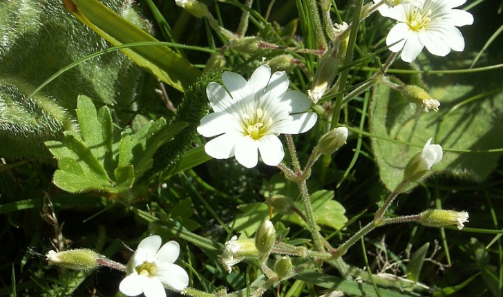Cerastium arvense 