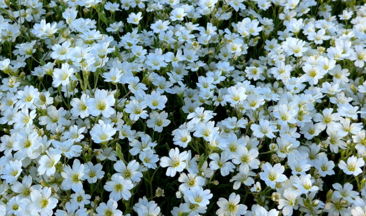 Cerastium arvense 