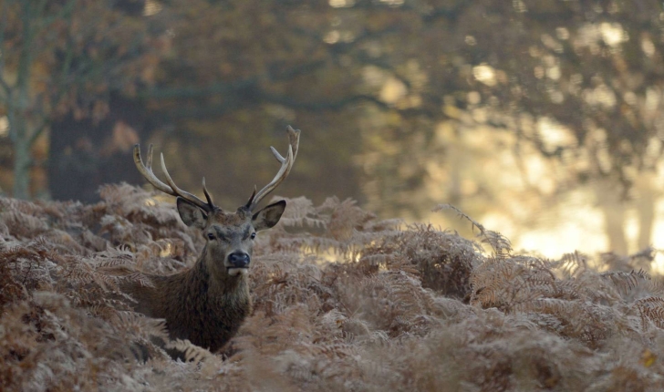 Cerf élaphe (Crédit: Richard Fisher - Flickr)
