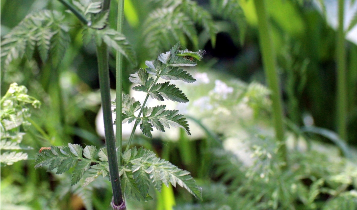 Anthriscus sylvestris (L.) Hoffm., 1814