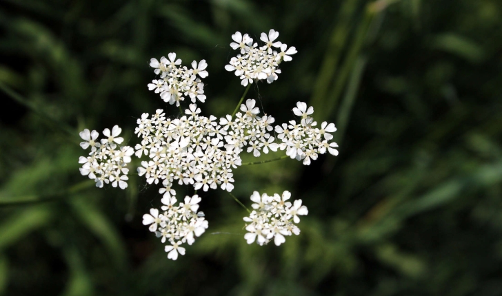 Anthriscus sylvestris (L.) Hoffm., 1814