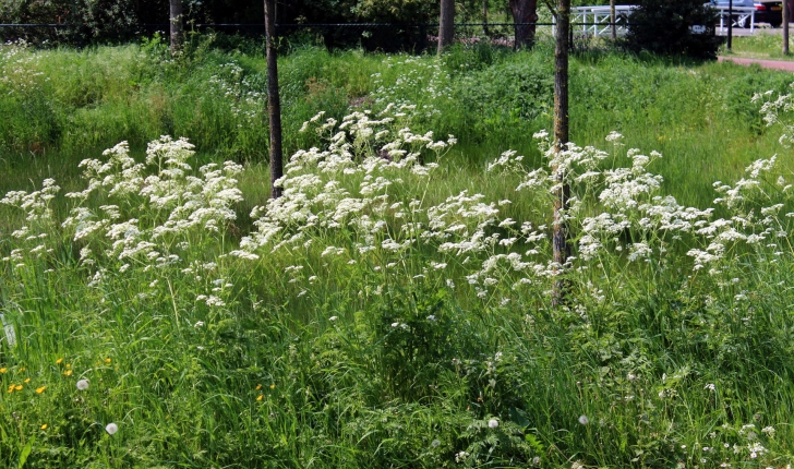 Anthriscus sylvestris (L.) Hoffm., 1814
