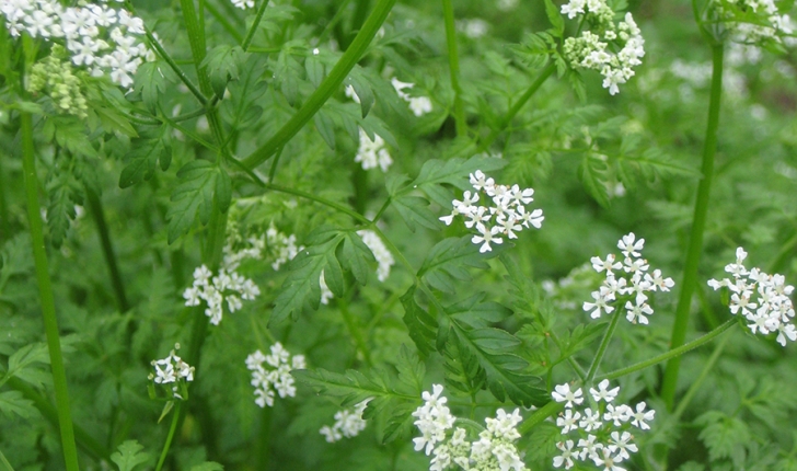 Anthriscus cerefolium, (L.) Hoffm. 1814