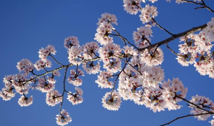 Prunus cerasus
