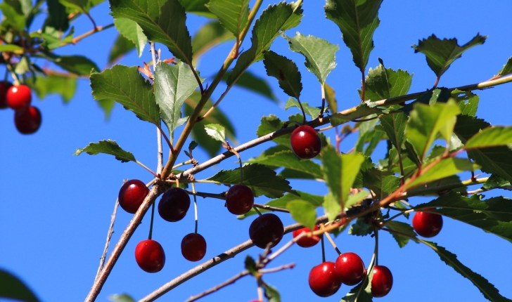 Prunus cerasus