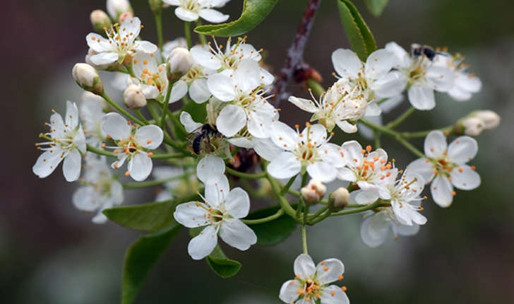 Prunus mahaleb (L., 1753)