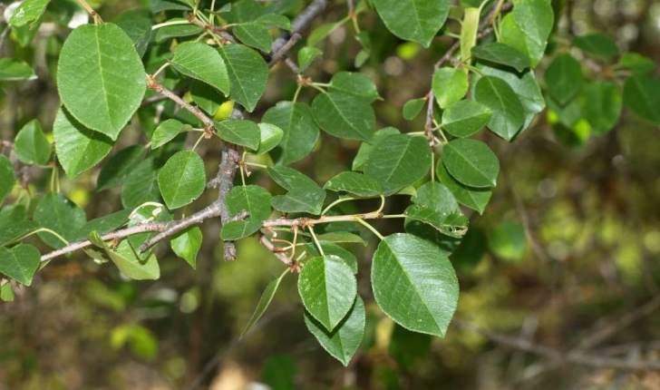Prunus mahaleb (L., 1753)