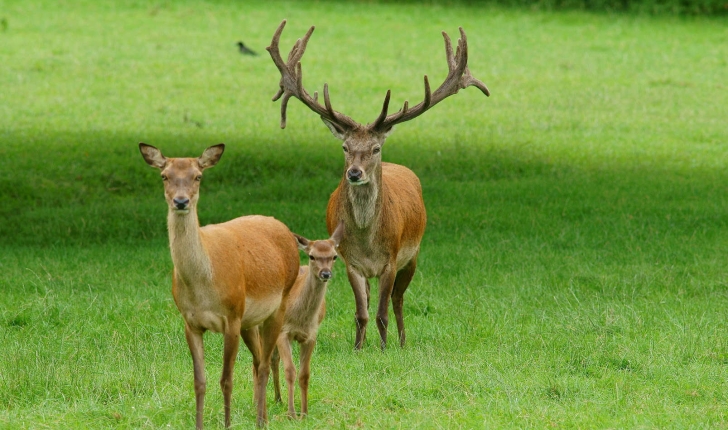 Cervus elaphus (Linnaeus, 1758)