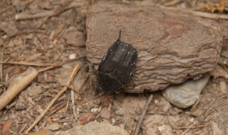 Cetonia sp