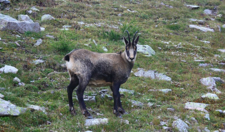 Rupicapra rupicapra (Linnaeus, 1758)