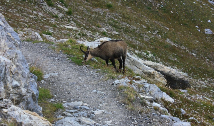 Rupicapra rupicapra (Linnaeus, 1758)