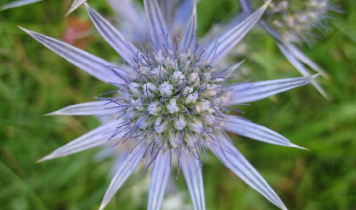 Eryngium bourgatii Gouan