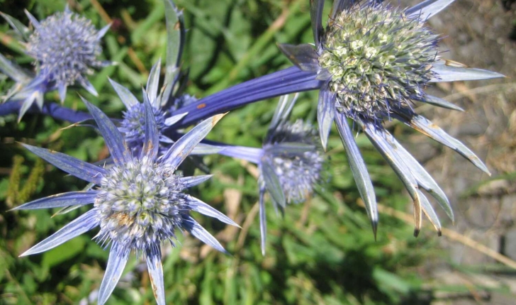 Eryngium bourgatii Gouan