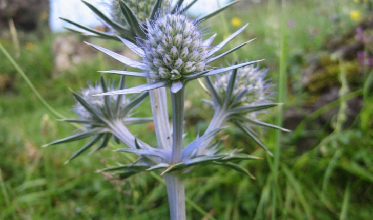Eryngium bourgatii Gouan