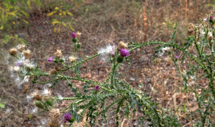 Carduus sp.