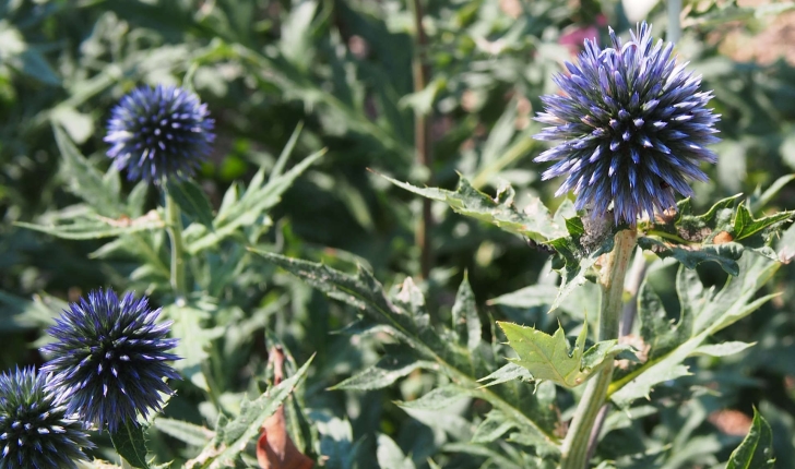 Echinops ritro (L., 1753)