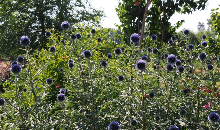 Echinops ritro (L., 1753)