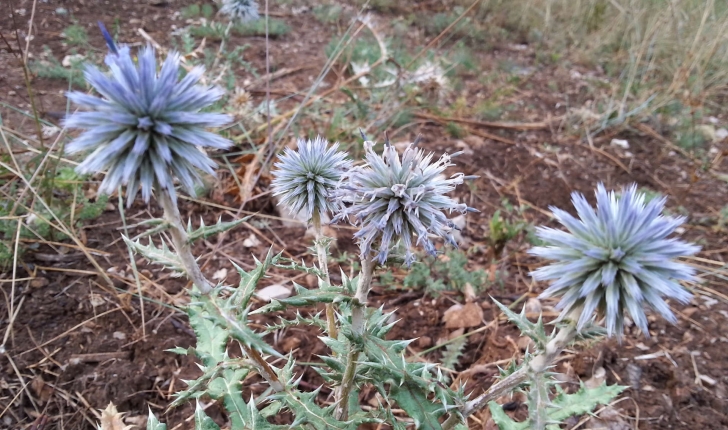 Echinops ritro (L., 1753)