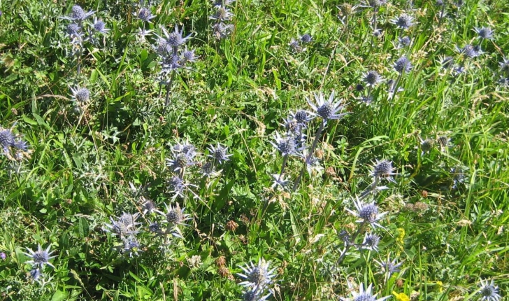 Eryngium bourgatii Gouan