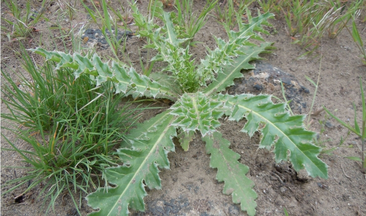 Carduus sp.