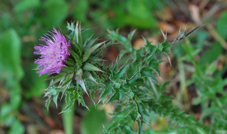 Carduus sp.