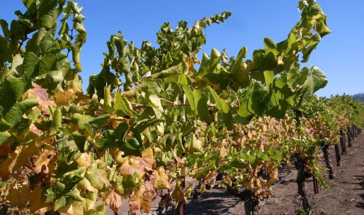 Vitis vinifera (L., 1753)
