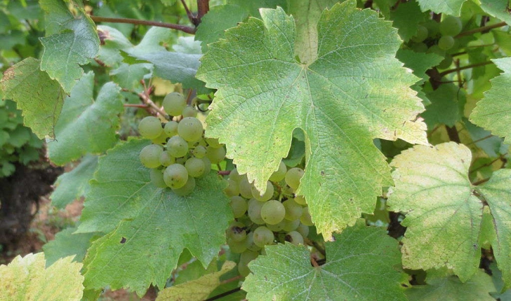 Vitis vinifera (L., 1753)