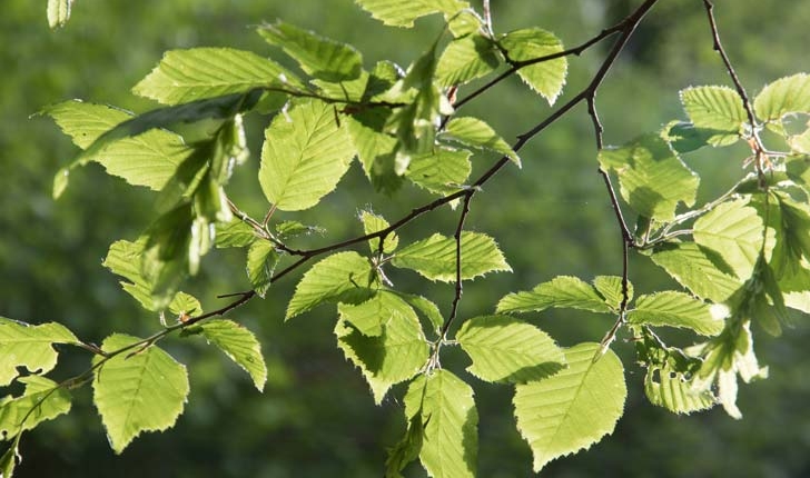 Carpinus betulus (L., 1753)