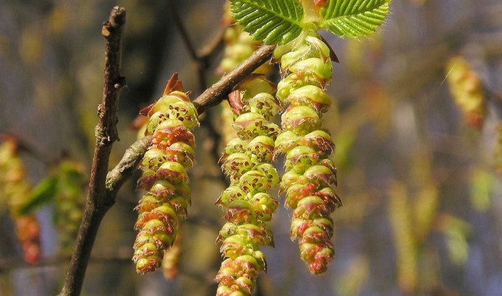 Carpinus betulus (L., 1753)