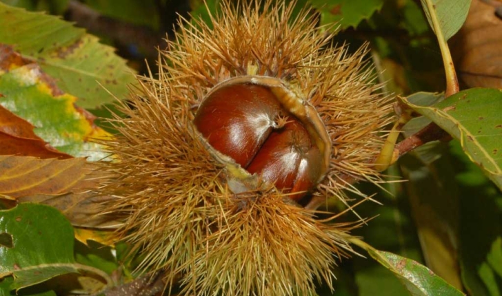 Castanea sativa
