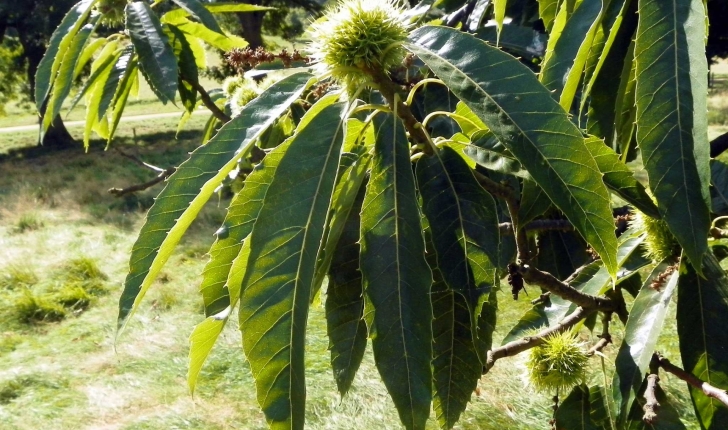 Castanea sativa