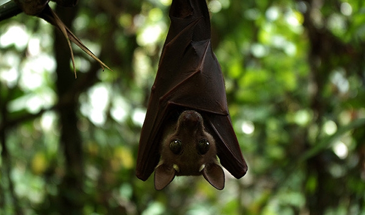 Chiroptera