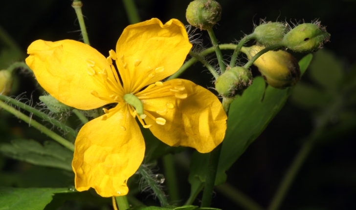 Chelidonium majus L., 1753